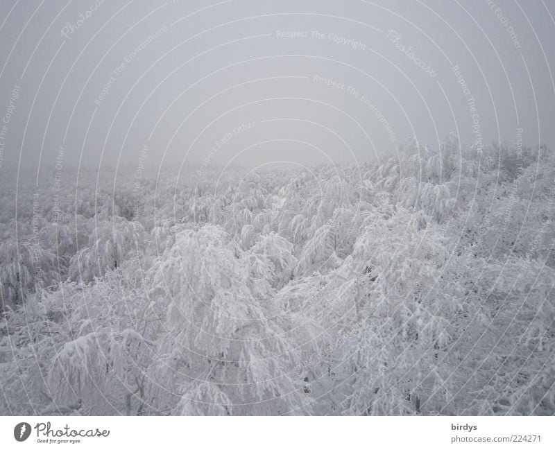 Blick über winterlich verschneite Baumkronen Winter Wald Schneelandschaft unberührt Natur Nebel Eis Frost hell Winterwald Winterstimmung hoch Kälte weiß