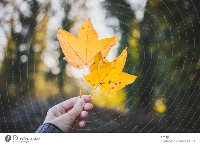 Herbst Umwelt Natur Pflanze Schönes Wetter Blatt gelb Freizeit & Hobby Spaziergang Farbfoto mehrfarbig Außenaufnahme Detailaufnahme Tag Schwache Tiefenschärfe