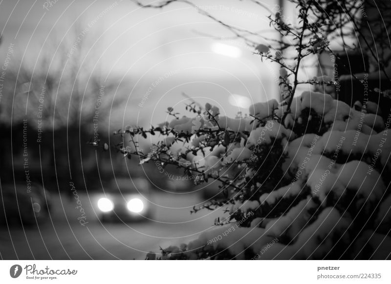 Schneechaos Klima Wetter Eis Frost Verkehr Autofahren Straße Fahrzeug PKW Bewegung frieren kalt grau Endzeitstimmung Mobilität gefährlich Winter Sträucher