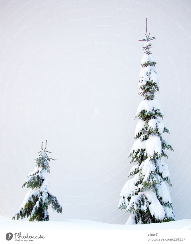Neuschnee Natur Winter Wetter Eis Frost Schnee Baum authentisch dünn einfach frisch groß kalt schön weiß Stimmung Tanne schwer Farbfoto Außenaufnahme