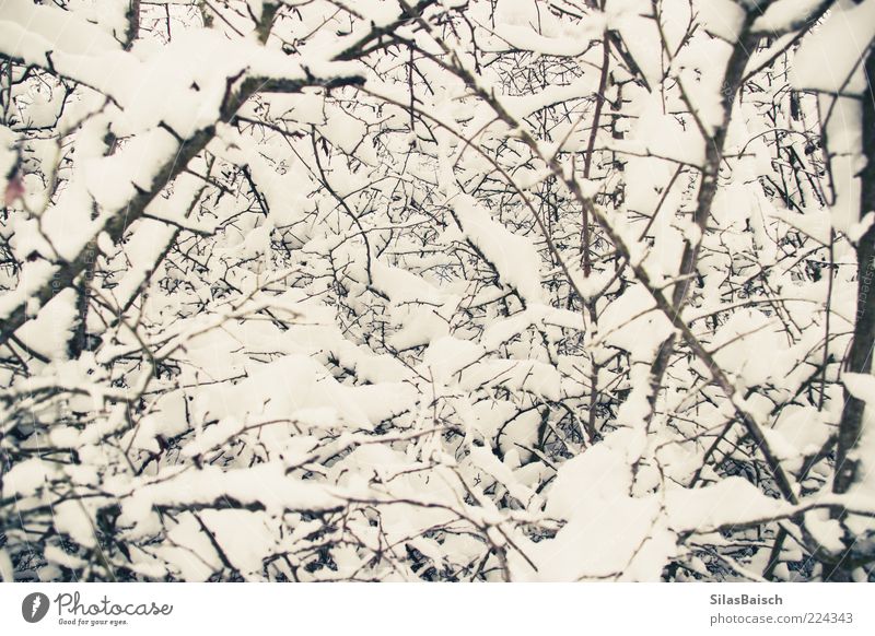 Winterzauber Natur Eis Frost Schnee Farbfoto Außenaufnahme Zweige u. Äste viele Nahaufnahme Menschenleer Tag