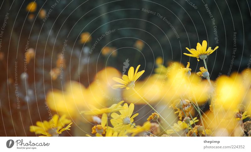 Herbstblumen Sommer Umwelt Natur Pflanze Frühling Blume gelb Farbfoto Außenaufnahme Textfreiraum links Textfreiraum oben Margerite Menschenleer Blühend