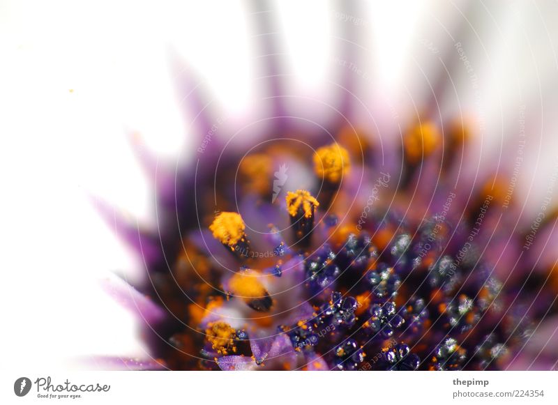 Blume Sommer Umwelt Natur Pflanze Blüte exotisch gelb violett weiß Makroaufnahme Textfreiraum links Starke Tiefenschärfe Blütenstempel Menschenleer Unschärfe