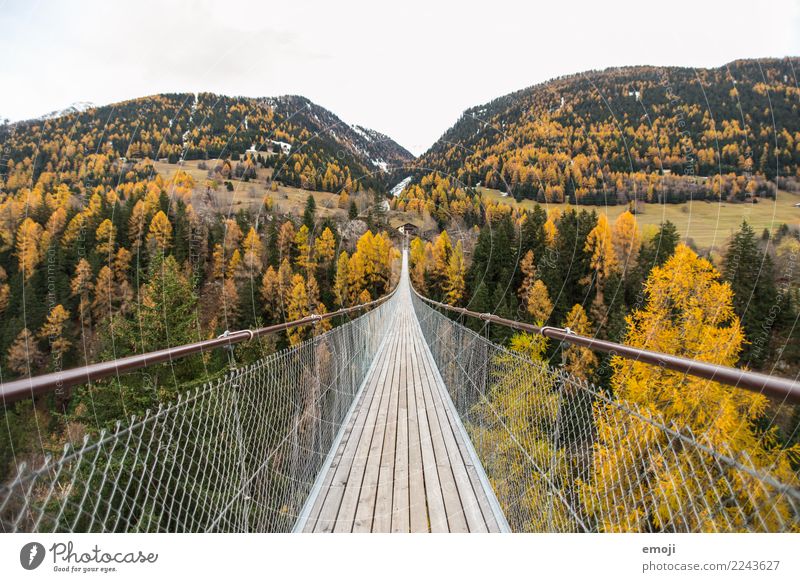 Hängebrücke Umwelt Natur Herbst Wald Sehenswürdigkeit außergewöhnlich natürlich Tourismus Schweiz Kanton Wallis Farbfoto Außenaufnahme Menschenleer Tag