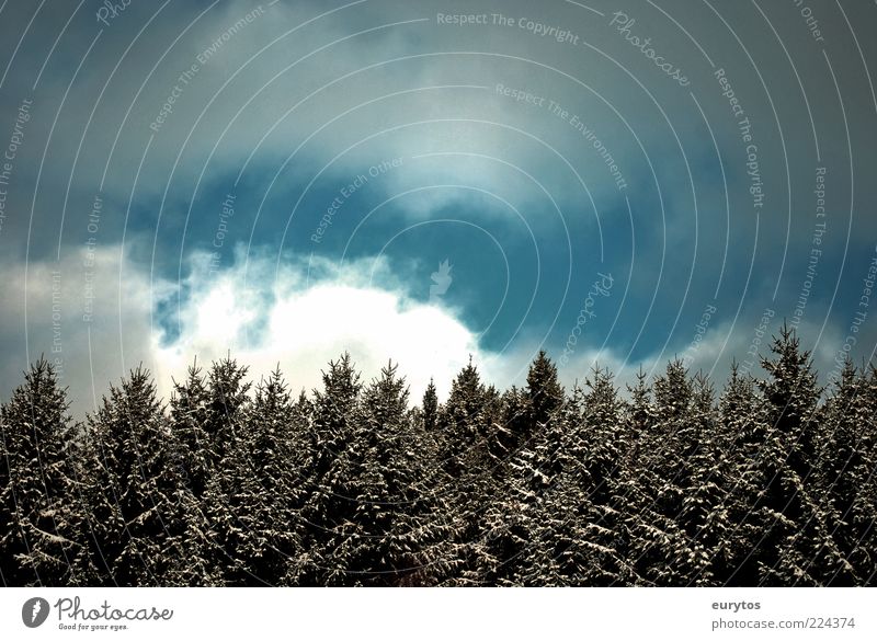 Winterwald Umwelt Natur Landschaft Pflanze Himmel Wolken Klima Klimawandel Wetter Unwetter Wind Sturm Gewitter Eis Frost Schnee Grünpflanze Wald oben blau weiß