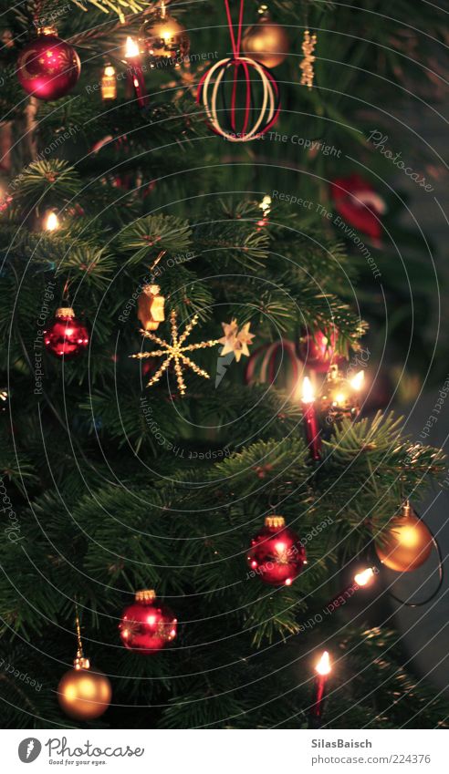 Noch klassischer Feste & Feiern Baum Tanne Tannenzweig Weihnachtsbaum Tannennadel Dekoration & Verzierung Lichterkette Weihnachtsstern Weihnachtsdekoration