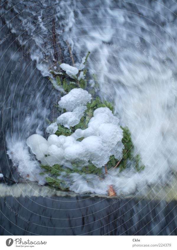 Im Fluss Winter Schnee Feste & Feiern Umwelt Natur Wasser Eis Frost Baum Tanne Weihnachtsbaum Bach Menschenleer frieren Flüssigkeit kalt blau grün weiß
