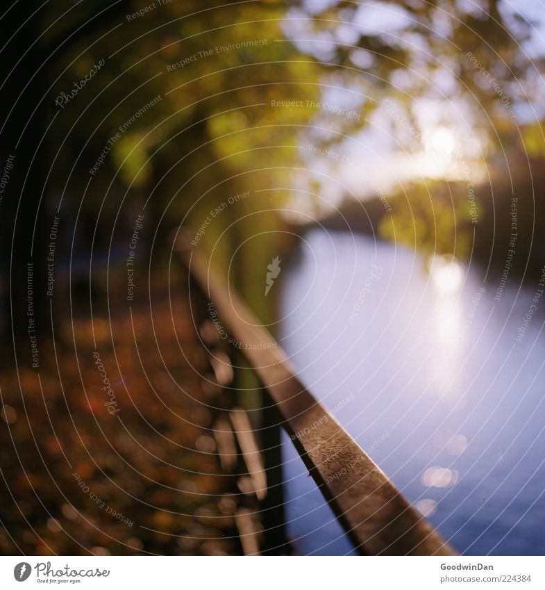 focus. Umwelt Natur Urelemente Wasser Sonne Sonnenlicht Herbst Wetter Schönes Wetter Park Fluss Geländer außergewöhnlich authentisch fantastisch schön Gefühle