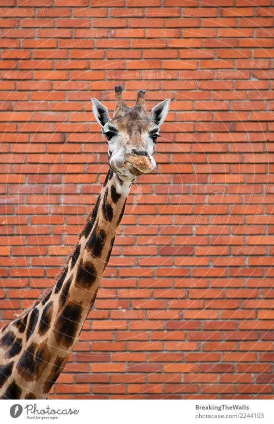 Giraffeporträt über Backsteinmauerabschluß oben Natur Tier Mauer Wand Backsteinwand Wildtier Tiergesicht Zoo Hals Säugetier Kopf 1 lang wild rot Baustein