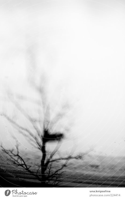 blur Winter Schnee Baum dunkel Unschärfe wahrnehmen unklar Zweige u. Äste Textfreiraum oben Textfreiraum rechts Silhouette laublos Tag Schwarzweißfoto