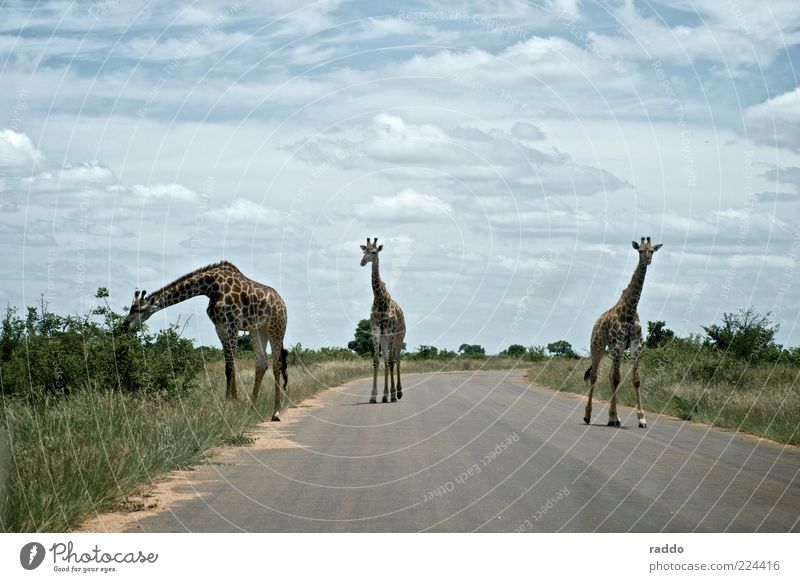 Langhals-Trio Safari Natur Wolken Sommer Südafrika Afrika Menschenleer Straße Tier Wildtier Giraffe 3 Tiergruppe Tierfamilie beobachten Fressen gehen genießen