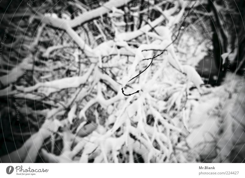 winterlich VII Natur Pflanze Eis Frost Schnee Sträucher Wald beobachten warten dunkel kalt schwarz weiß Traurigkeit Einsamkeit Ast Schwarzweißfoto Außenaufnahme
