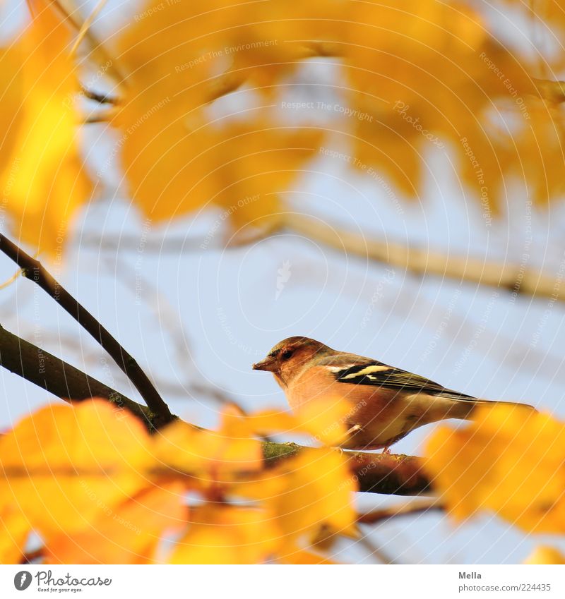 Hab Dich! Umwelt Natur Pflanze Tier Herbst Blatt Ast Vogel 1 hocken Blick sitzen frei klein natürlich niedlich blau gelb Freiheit Farbfoto mehrfarbig