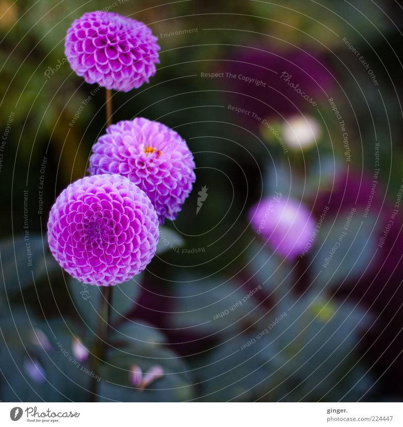 Wider das ewige Weiß und Grau Natur Pflanze Blume grün violett rosa Kontrast Kugel Dahlien Knollengewächse Blütenpflanze Blütenblatt Menschenleer Farbfoto