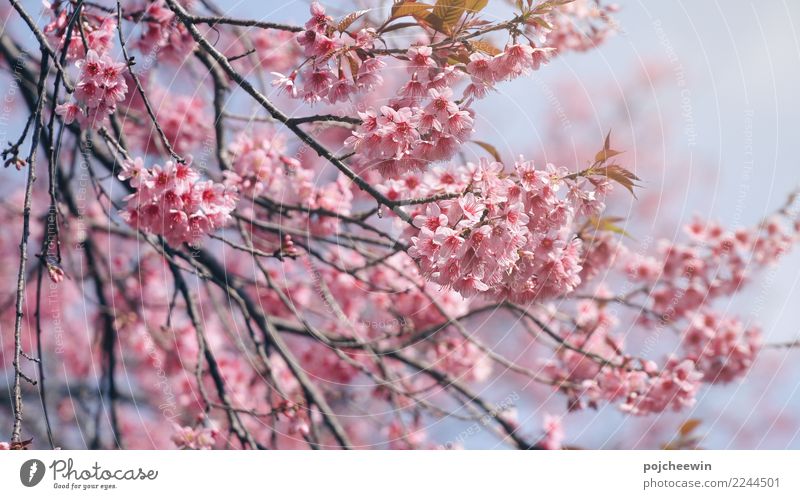 Rosa Kirschblütenblume Natur Pflanze Baum Blume Garten schön Wärme Gefühle Romantik Farbfoto Nahaufnahme Makroaufnahme Menschenleer Textfreiraum rechts Tag