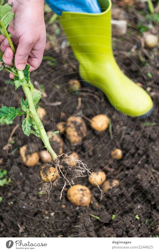 Graben von reifen Kartoffeln Gemüse Garten Gartenarbeit Hand Pflanze Erde frisch natürlich Ernte Schürfen Feld Feldfrüchte organisch Lebensmittel Bauernhof