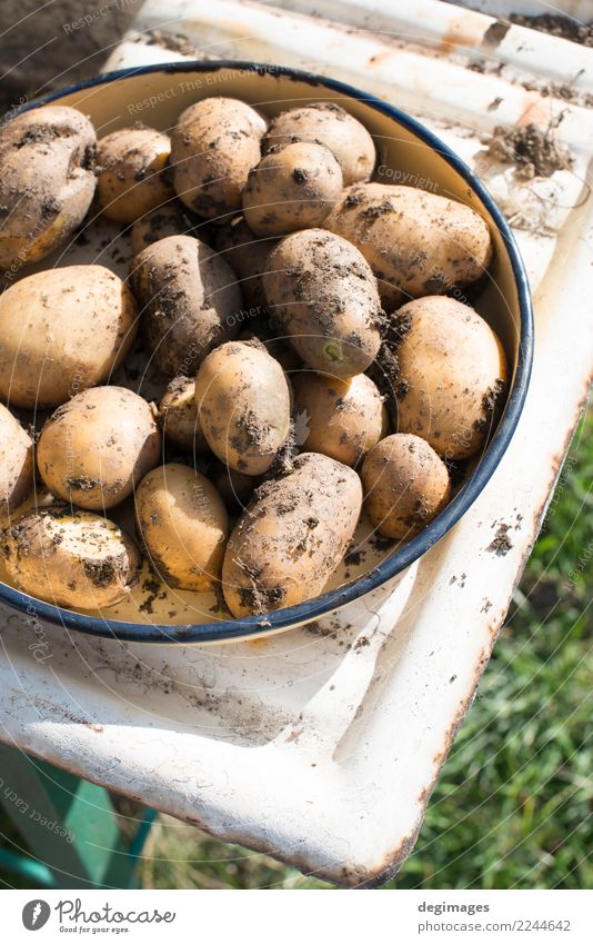 Kartoffeln mit Schmutz Gemüse Garten Gartenarbeit Natur Pflanze Erde frisch natürlich Lebensmittel heimwärts organisch Bauernhof roh Gesundheit Ackerbau