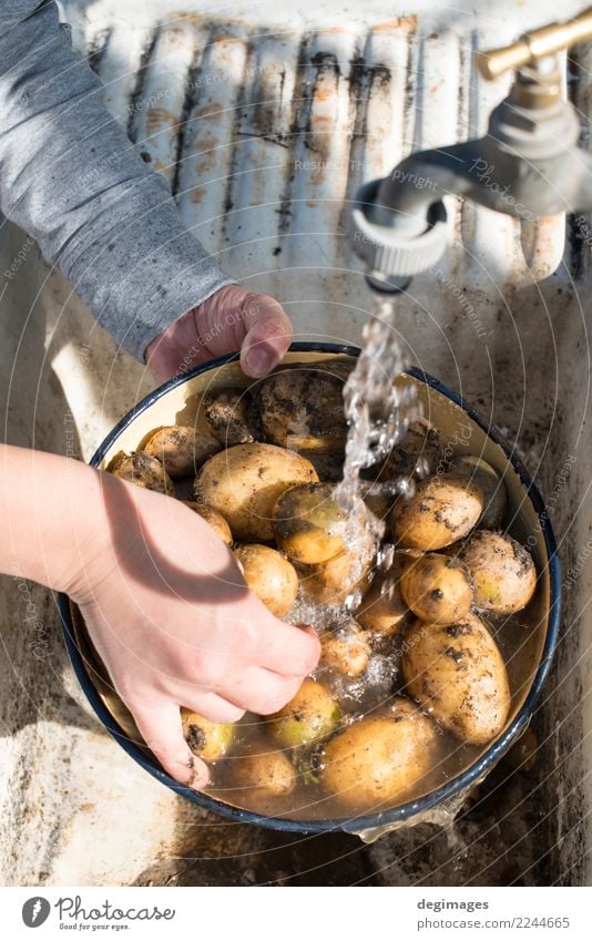 Waschen Sie Kartoffeln im Hausgarten Gemüse Diät Schalen & Schüsseln Frau Erwachsene Hand frisch lecker natürlich Sauberkeit weiß Wäsche waschen Wasser roh