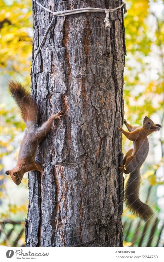 zwei Eichhörnchen auf einer Kiefer Tier Wildtier Knappe 2 braun mehrfarbig gelb grün "Natürlich Sommer im Freien klein Säugetier Herbst wild Tierwelt Wald Holz