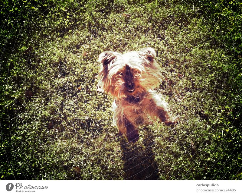 Tier Haustier Hund genießen springen Rasen Tierfreund Feld Farbfoto Außenaufnahme