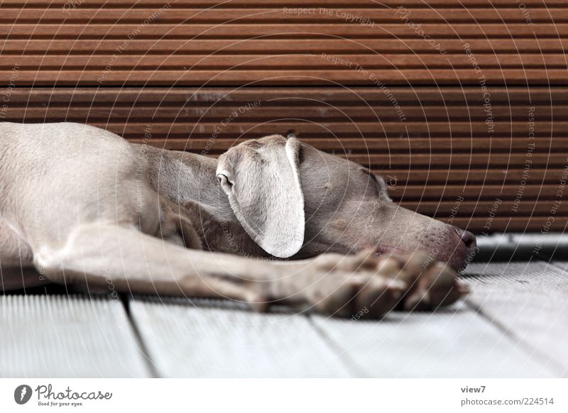 nichts machen. Tier Haustier Hund 1 Holz Linie Streifen alt Erholung schlafen träumen authentisch elegant schön weich Sicherheit Gelassenheit ruhig Langeweile