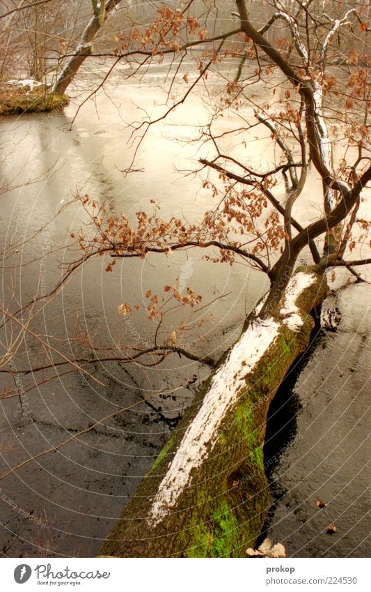 Karpfenteich Umwelt Natur Landschaft Pflanze Winter Klima Wetter Eis Frost Schnee Baum Grünpflanze Seeufer Insel Teich authentisch kalt nass natürlich schön