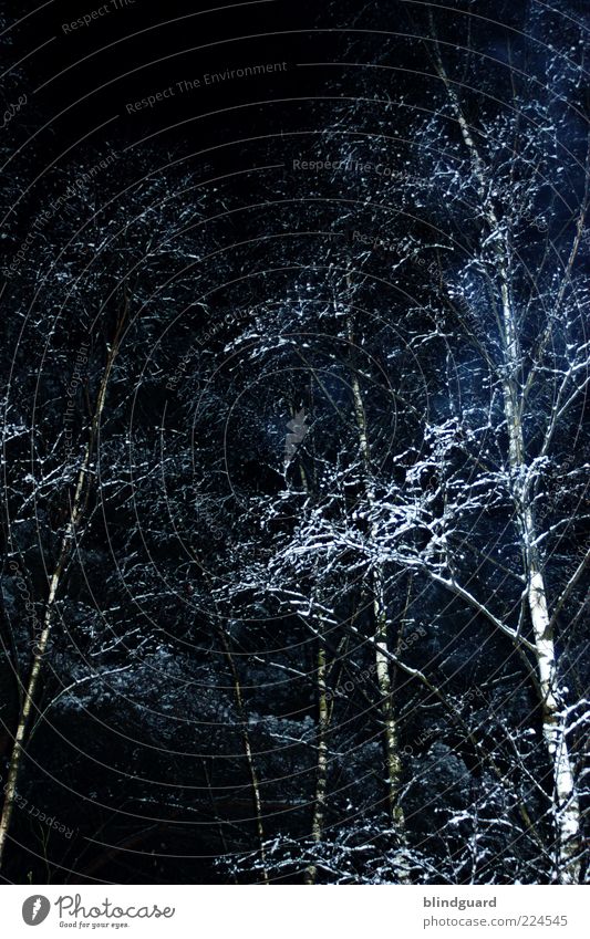 Ghost Trees Natur Pflanze Eis Frost Schnee Wald Holz dunkel kalt schwarz weiß Farbfoto Außenaufnahme Menschenleer Nacht Blitzlichtaufnahme Licht Kontrast