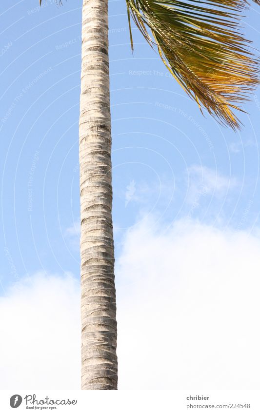 Heiß... Sommer Natur Himmel Wolken exotisch Palme Palmenwedel Wachstum groß dünn blau grau weiß aufstrebend Farbfoto Außenaufnahme Menschenleer