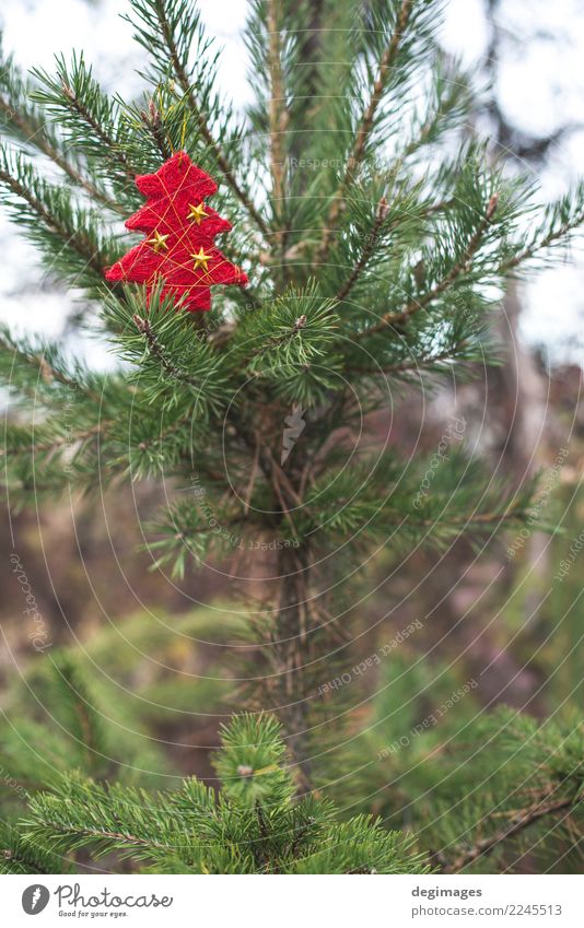 Roter Weihnachtsbaum auf Zweig Dekoration & Verzierung Feste & Feiern Weihnachten & Advent Natur Baum Wald neu grün rot Hintergrund Feiertag Jahreszeiten