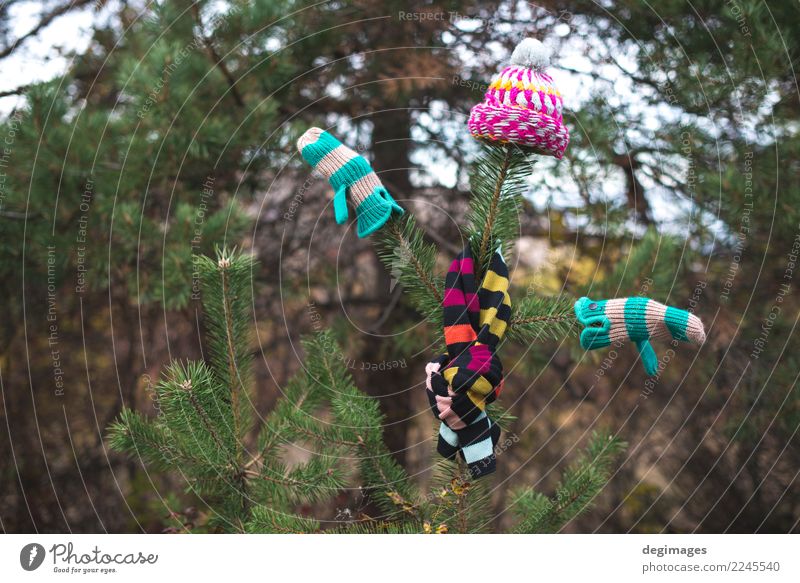 Wintermütze, Schal und Handschuhe auf einem Baum Natur Herbst Wetter Wärme Wald Bekleidung Accessoire Hut weiß Tanne Ast Weihnachten kalt Fäustlinge Wolle
