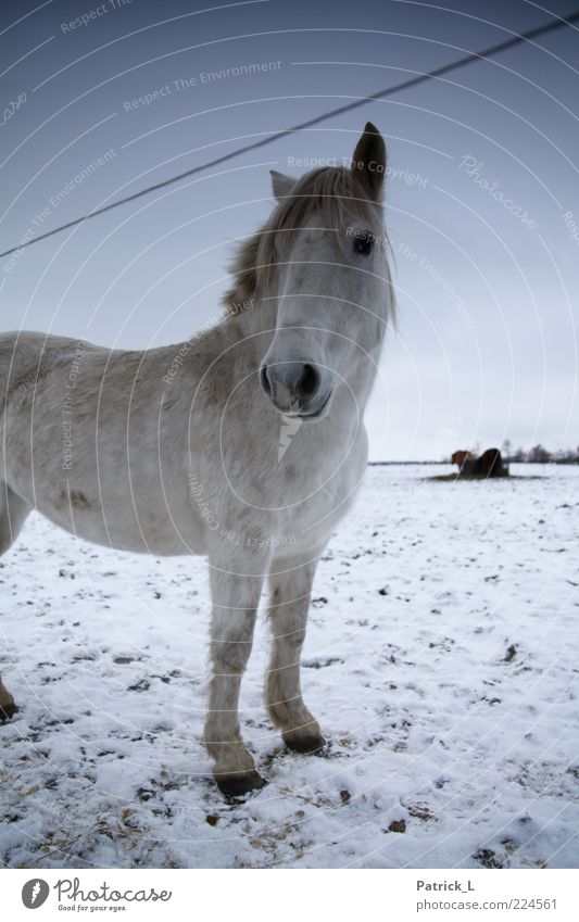 "Kleiner Onkel" Pferd 1 Tier Zufriedenheit Ausdauer Neugier Leben blau weiß Winter Wachsamkeit Weide Freiheit frisch Eis kalt Himmel Boden Farbfoto