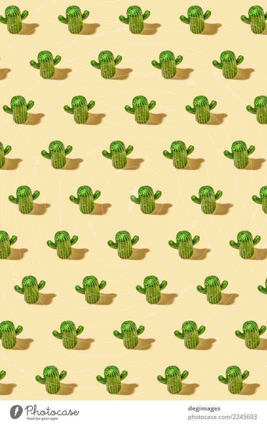 Kaktus-Muster Design schön Sommer Dekoration & Verzierung Pflanze Blume grün Hintergrund Sukkulenten wüst botanisch Stachel schließen stechend Aussicht Kakteen
