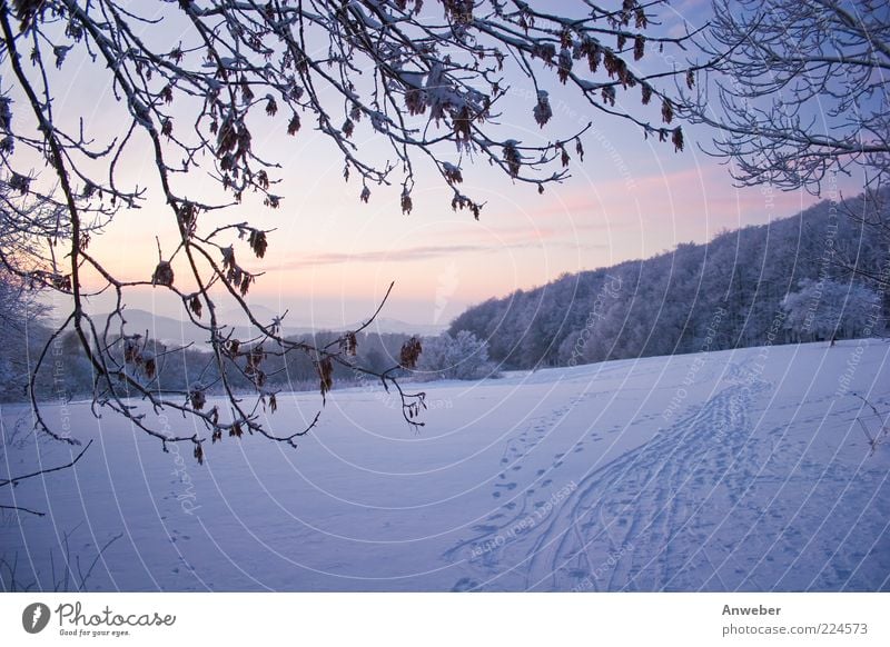Neulich im Schnee... Umwelt Natur Landschaft Winter Wetter Schönes Wetter Eis Frost Pflanze Blatt Park Wiese Hügel Berge u. Gebirge Habichtswald Mittelgebirge