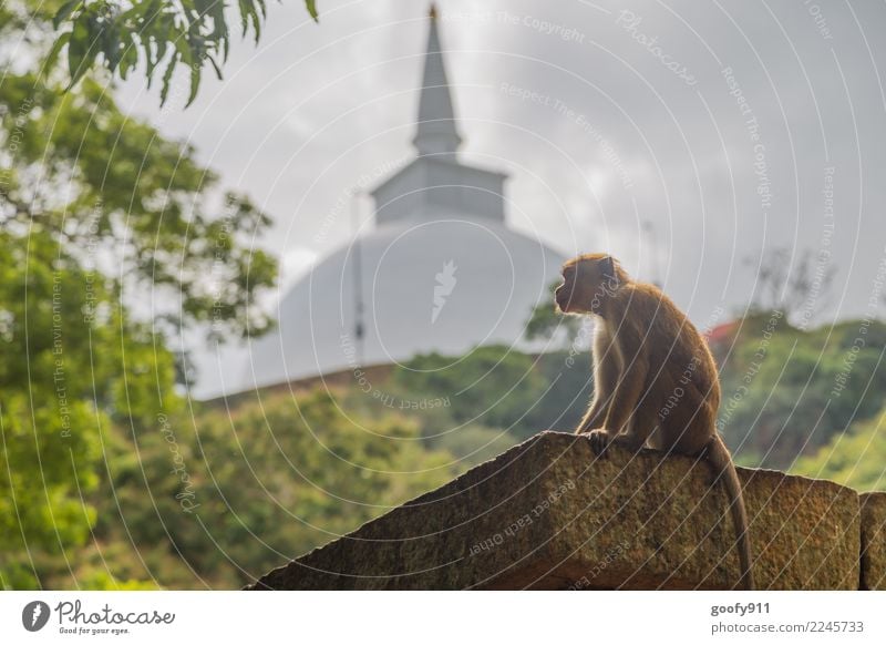 Heiliger Affe Ferien & Urlaub & Reisen Tourismus Ausflug Abenteuer Ferne Sightseeing Gewitterwolken Sonnenlicht Urwald Hügel Sri Lanka Asien Palast