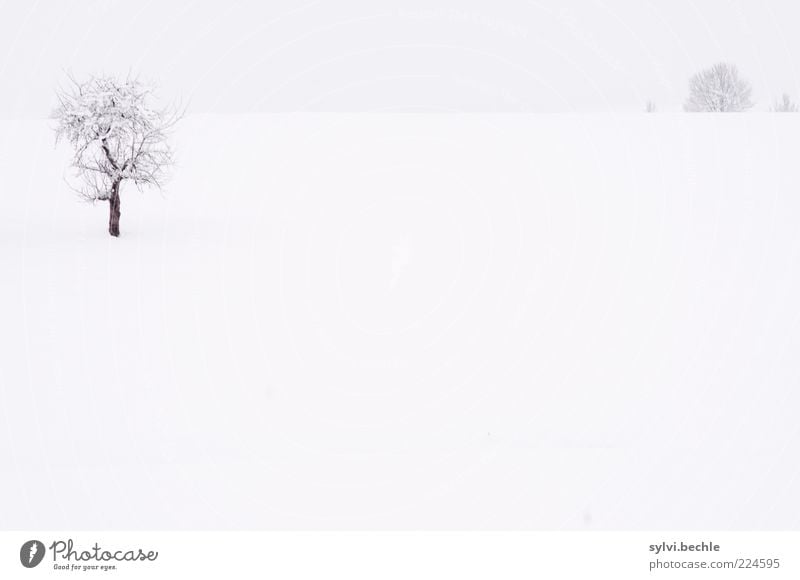 Ein Hauch von Nichts - Teil II Umwelt Natur Landschaft Himmel Winter Klima schlechtes Wetter Schnee Baum Wiese Feld kalt grau schwarz weiß Einsamkeit Horizont