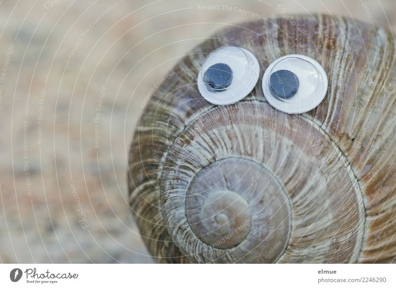funny snails (1) Schnecke Schneckenhaus Linie Spirale Auge Augenzeuge beobachten Blick Spielen Coolness nah Neugier niedlich Freude Glück Fröhlichkeit