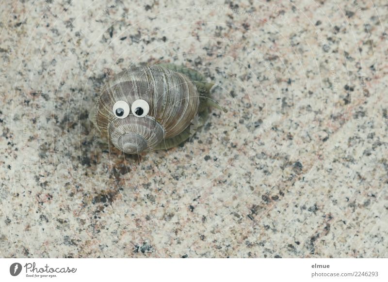 funny snails (4) Schnecke Weinbergschnecken Schneckenhaus Drehgewinde Spirale Gehäuse Auge Gesichtsausdruck lustig schleimig Freude Gelassenheit Trägheit