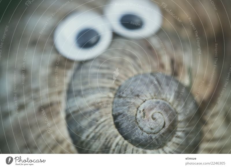funny snails (3) Schnecke Schneckenhaus Gehäuse Auge Spirale Drehgewinde Gesichtsausdruck Blick frech niedlich Freude Lebensfreude träumen Design entdecken