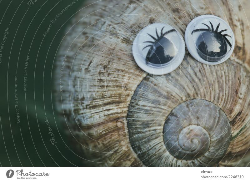 funny snails (6) Gesicht Spielen Basteln Dekoration & Verzierung Schnecke Schneckenhaus Spirale Drehgewinde Augenaufschlag Gesichtsausdruck Kalk Gehäuse einfach
