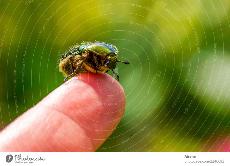 nach dem Goldbad Finger Pollen Tier Käfer Rosenkäfer 1 sitzen glänzend schön klein gold grün Akzeptanz Vertrauen Zusammensein Tierliebe Flugangst zutraulich