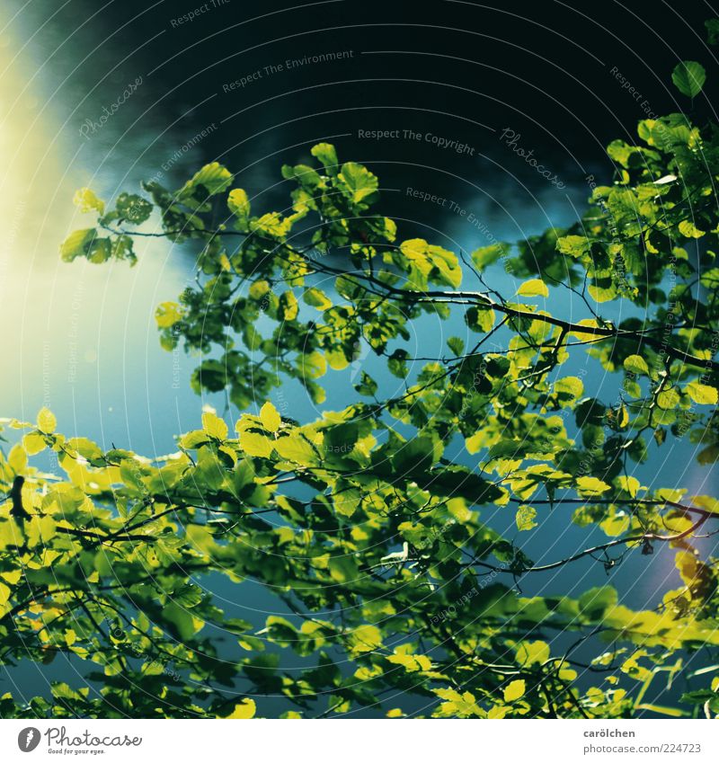 am See Natur Pflanze Baum Sträucher Seeufer blau grün Buche Buchengewächs Buchenblatt Zweige u. Äste frisch dunkel Farbfoto mehrfarbig Detailaufnahme