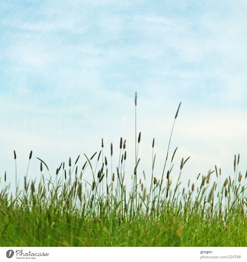 Wenn jetzt Sommer wär... Umwelt Natur Landschaft Pflanze Himmel Wolken Schönes Wetter Gras Wiese blau grün Grasland grasgrün Graswiese Gräserblüte