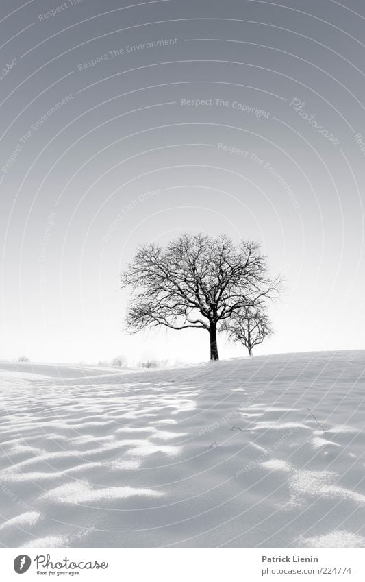 White Winter Hymnal Umwelt Natur Landschaft Pflanze Urelemente Luft Himmel Wolkenloser Himmel Klima Wetter Schönes Wetter Eis Frost Schnee Baum Hügel hell schön
