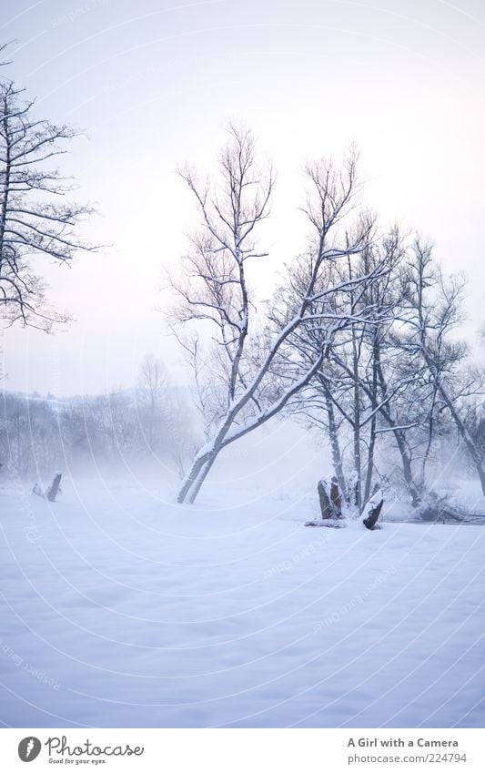 Eisige Nebel Umwelt Natur Landschaft Winter Schnee Baum Flussufer kalt natürlich schön weiß kahl bedeckt Schneelandschaft Menschenleer Textfreiraum oben