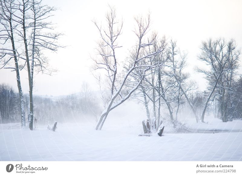 Nebelige Kälte Umwelt Natur Landschaft Wolken Winter Eis Frost Schnee Baum Flussufer ästhetisch authentisch frei gigantisch hell kalt natürlich wild weiß kahl