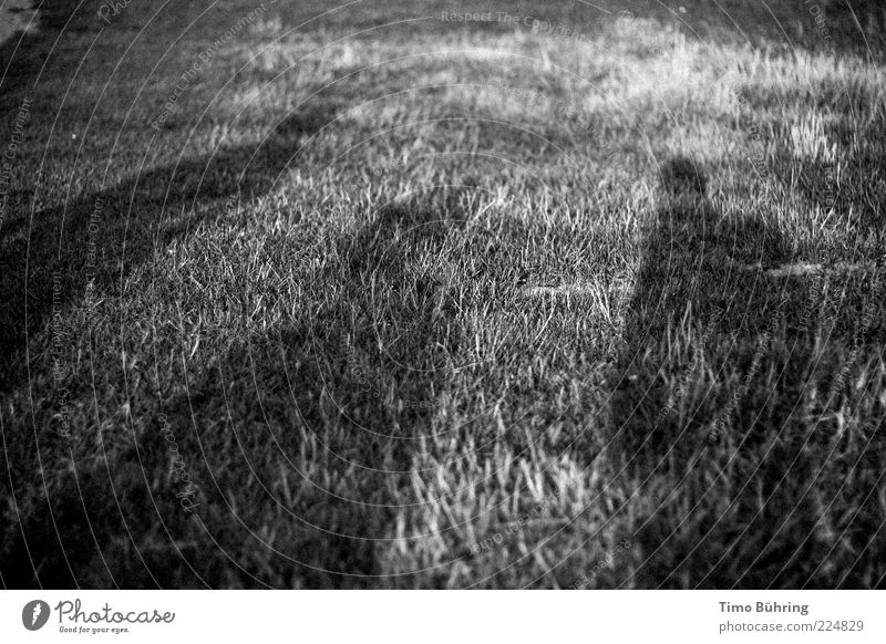 Schattenspiel Mensch maskulin Mann Erwachsene Freundschaft 3 Umwelt Natur Sommer Schönes Wetter Gras Wiese Erholung genießen Zusammensein Schwarzweißfoto