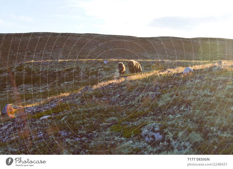 Moschusochse - zu nah! Abenteuer Umwelt Natur Landschaft Tier Sonnenlicht Moos Hügel Dovrefjell-Sunndalsfjella-Nationalpark Wildtier Kuh Fell 2 Tiergruppe Herde
