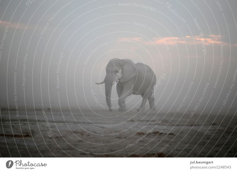 Elefant auf Wanderschaft Ferien & Urlaub & Reisen Abenteuer Ferne Freiheit Safari Expedition Camping Natur Landschaft Sand Himmel Horizont Sturm Tier Wildtier 1