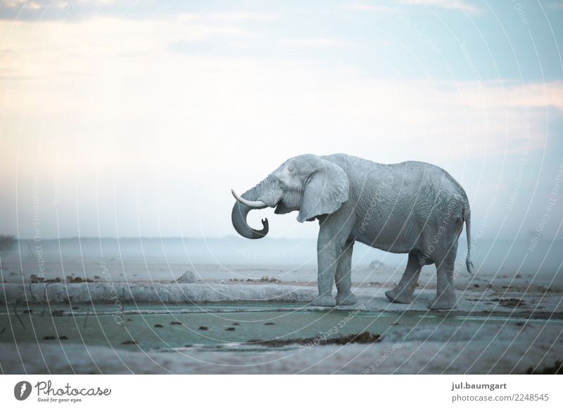 Durstiger Riese Ferien & Urlaub & Reisen Abenteuer Ferne Freiheit Safari Expedition Camping Natur Landschaft Sand Himmel Horizont Sturm Tier Wildtier Elefant 1