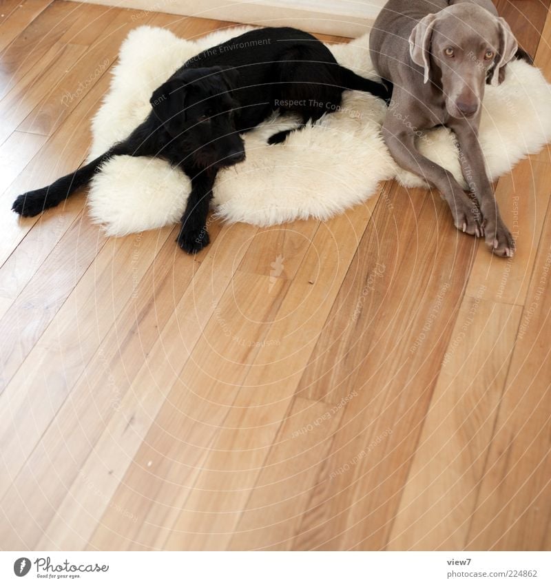 Farbharmonie Tier Hund 2 Holz Linie Streifen ästhetisch authentisch einfach lang braun schwarz weiß Stimmung Vertrauen Neugier Langeweile Stolz Erholung Farbe